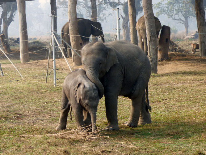 wildlife conservation in nepal essay